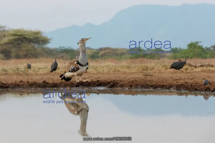 : KORI BUSTARD : KORI BUSTARD