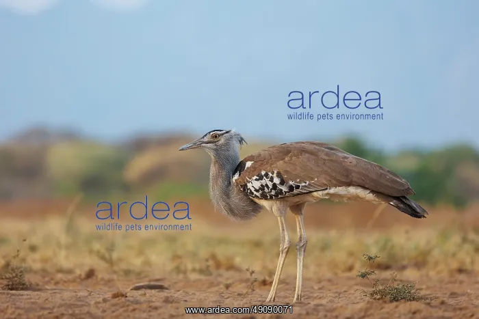 : KORI BUSTARD : KORI BUSTARD