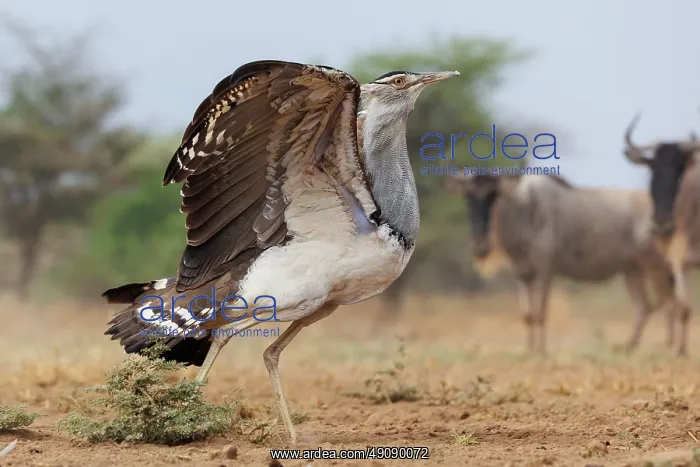 : KORI BUSTARD : KORI BUSTARD