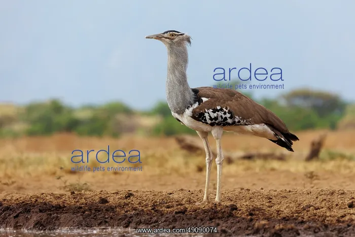 : KORI BUSTARD : KORI BUSTARD