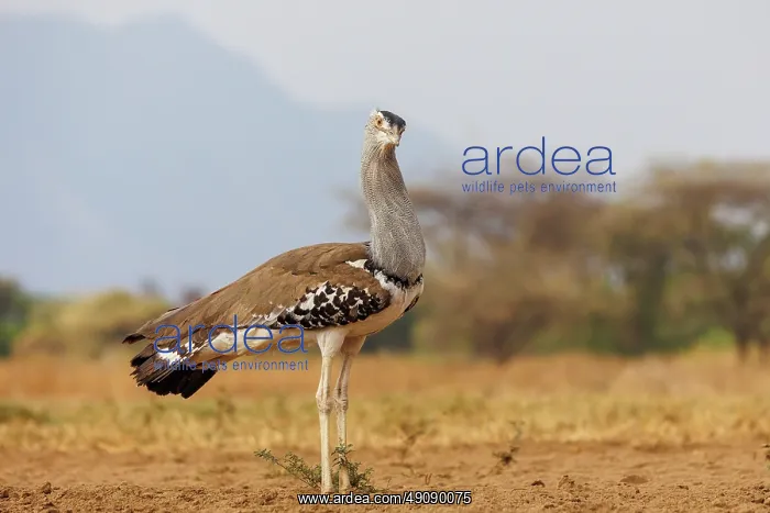 : KORI BUSTARD : KORI BUSTARD