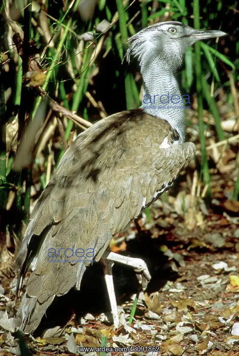 : Kori Bustard (Ardeotis kori) : Kori Bustard (Ardeotis kori)