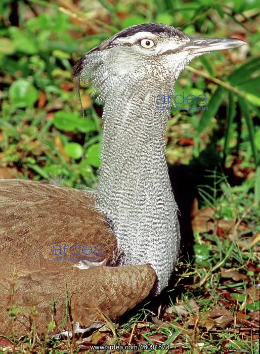 : Kori Bustard (Ardeotis kori) : Kori Bustard (Ardeotis kori)