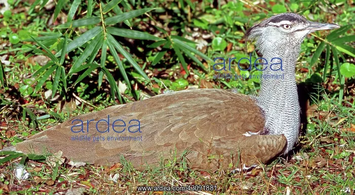 : Kori Bustard (Ardeotis kori) : Kori Bustard (Ardeotis kori)