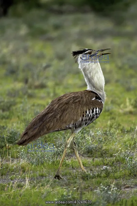 : Kori Bustard ( Ardeotis kori ), Etosha National : Kori Bustard ( Ardeotis kori ), Etosha National