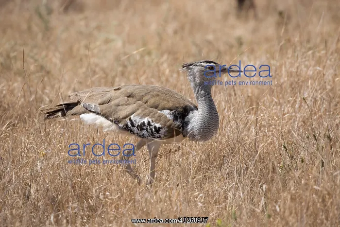 : One Kori bustard, Ardeotis kori, Lewa Wildlife Conservancy : One Kori bustard, Ardeotis kori, Lewa Wildlife Conservancy