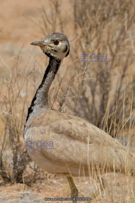 : Kori Bustard in Damaraland, Namibia : Kori Bustard in Damaraland, Namibia