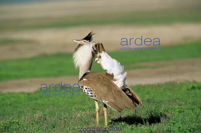 : Kori Bustard - displaying : Kori Bustard - displaying