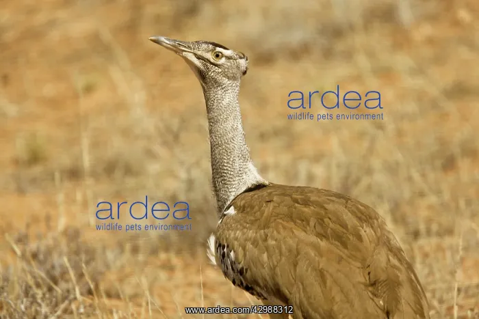 : Kori Bustard. in dry grassland - Kalahari Desert : Kori Bustard. in dry grassland - Kalahari Desert