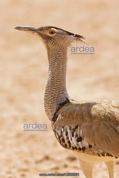 : Kori Bustard - in dry grassland. Kalahari Desert : Kori Bustard - in dry grassland. Kalahari Desert