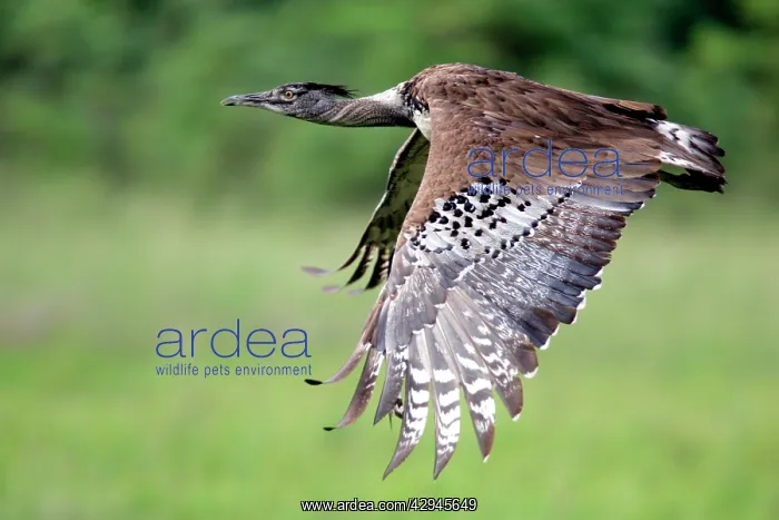 : Kori Bustard - in flight : Kori Bustard - in flight