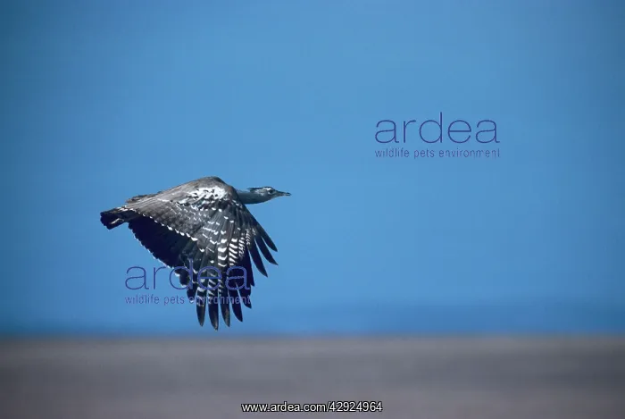 : Kori Bustard - in flight enroute Maasai Mara : Kori Bustard - in flight enroute Maasai Mara
