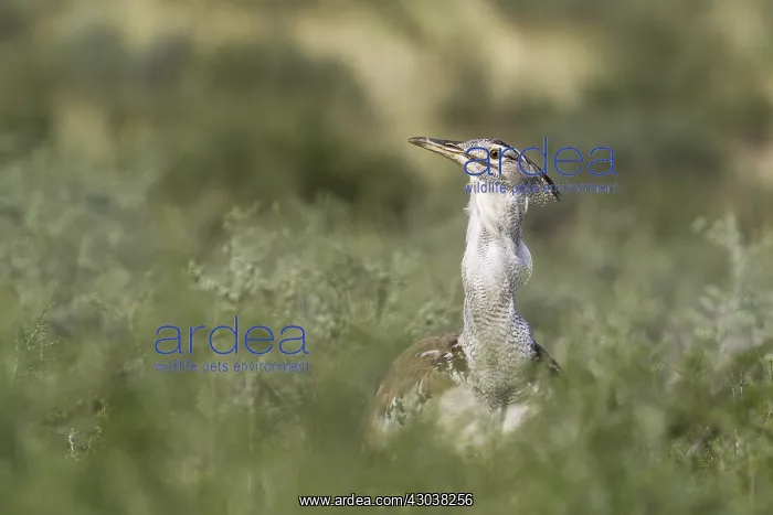 : Kori Bustard - Kalahari Desert, Kgalagadi Transfrontier : Kori Bustard - Kalahari Desert, Kgalagadi Transfrontier