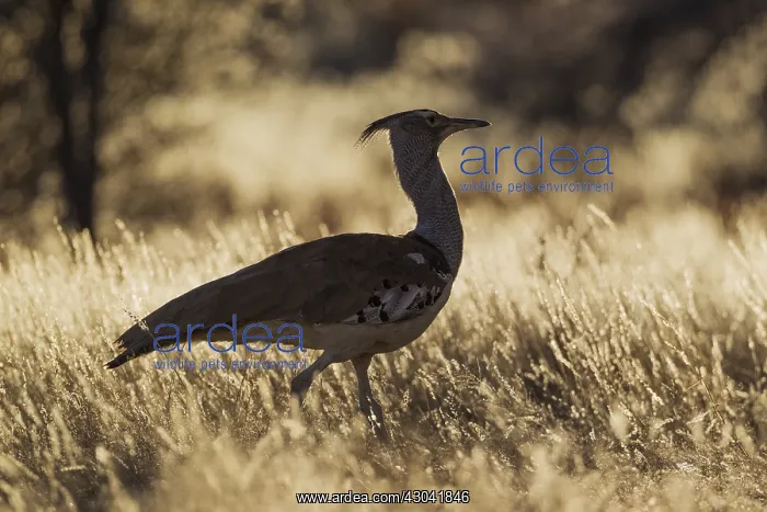 : Kori Bustard - Kalahari Desert, Kgalagadi Transfrontier : Kori Bustard - Kalahari Desert, Kgalagadi Transfrontier