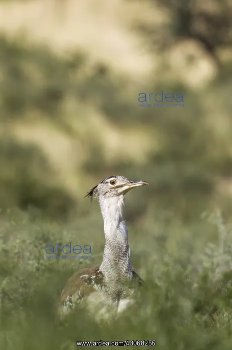 : Kori Bustard - Kalahari Desert, Kgalagadi Transfrontier : Kori Bustard - Kalahari Desert, Kgalagadi Transfrontier