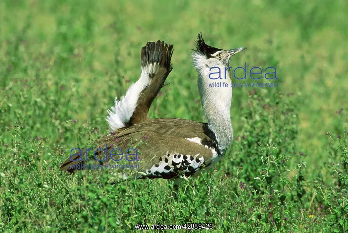  : Kori Bustard - male displaying
