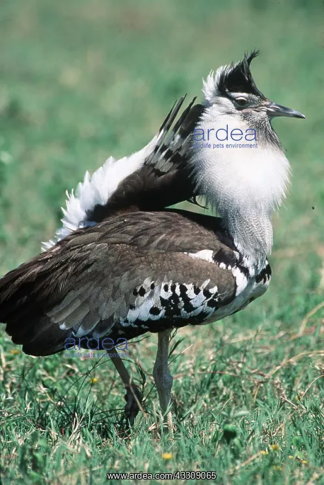  : KORI BUSTARD - male, displaying