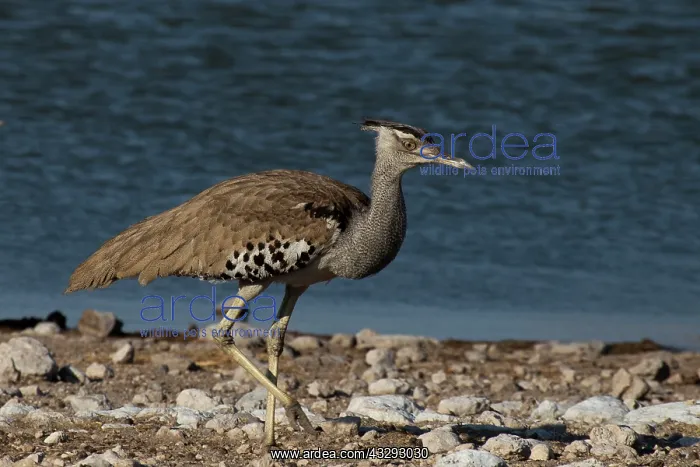 : Kori bustard near a water hole : Kori bustard near a water hole
