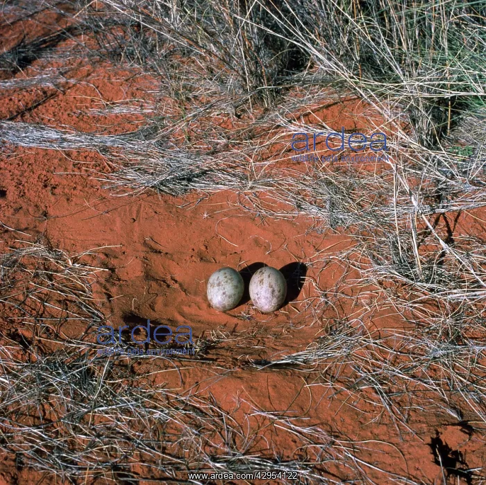: Kori Bustard - nest with eggs : Kori Bustard - nest with eggs