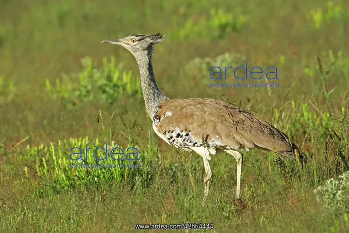 : Kori Bustard - standing in grass savannah : Kori Bustard - standing in grass savannah