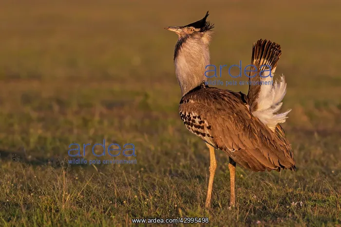 : Kori Bustard at sunrise on the plains : Kori Bustard at sunrise on the plains