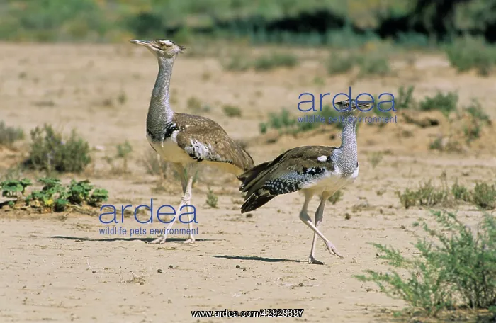 : Kori Bustard- x2 : Kori Bustard- x2