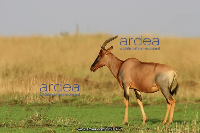 : Korrigum (Damaliscus lunatus korrigum). Maasai Mara, Kenya, Africa : Korrigum (Damaliscus lunatus korrigum). Maasai Mara, Kenya, Africa