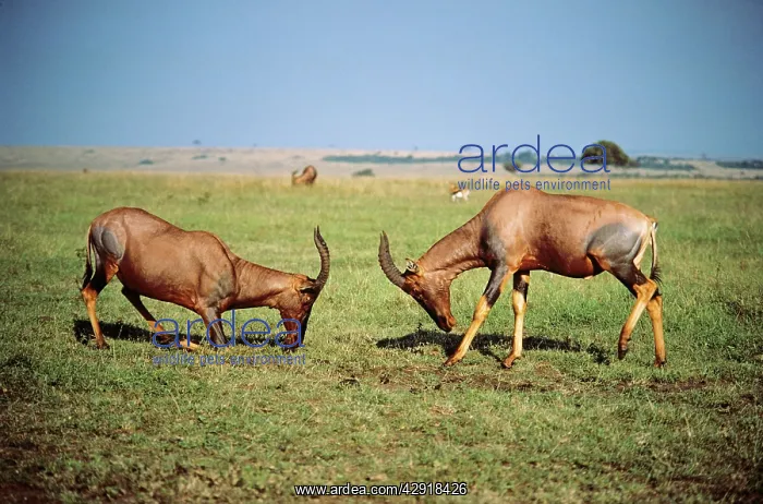 : Korrigum - two males sparring : Korrigum - two males sparring