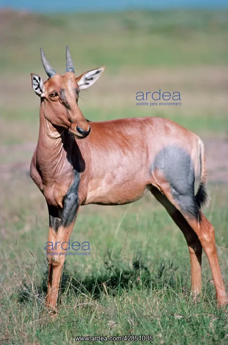  : Korrigum - sub-species of Topi