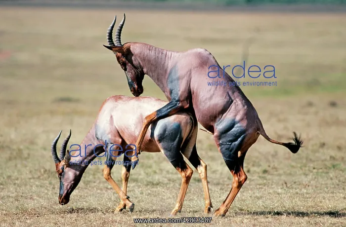 : Korrigum - sub-species of Topi - mating pair : Korrigum - sub-species of Topi - mating pair