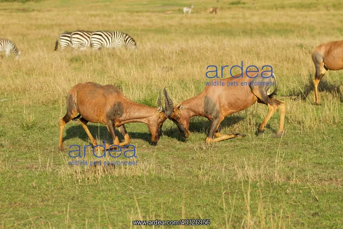 : Topi. korrigumTopi (Damaliscus korrigum) fighting, Kenya, Masai Mara National Reserve : Topi. korrigumTopi (Damaliscus korrigum) fighting, Kenya, Masai Mara National Reserve