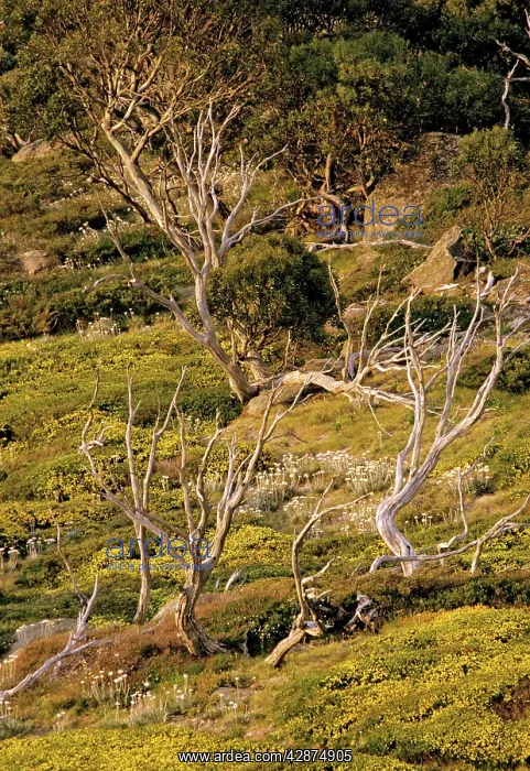 : Kosciuszko National Park in summer : Kosciuszko National Park in summer