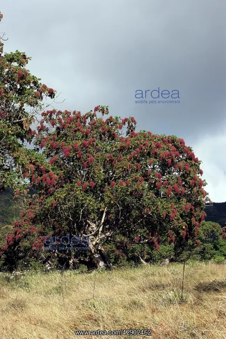 : Kosso tree : Kosso tree