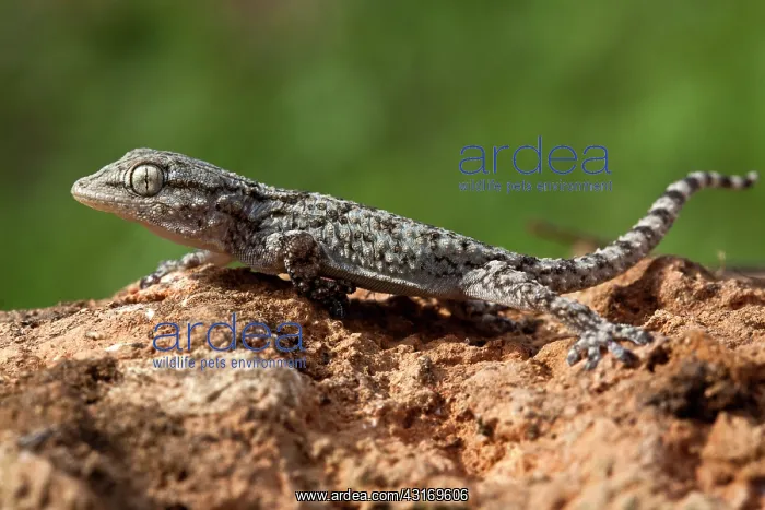 : Kotschy's Gecko : Kotschy's Gecko