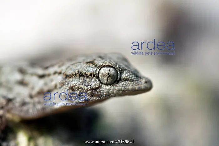 : Kotschy's Gecko : Kotschy's Gecko