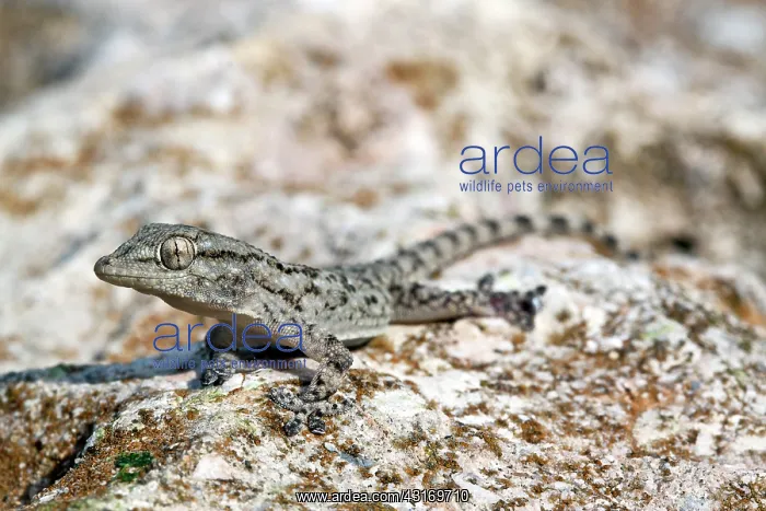 : Kotschy's Gecko : Kotschy's Gecko