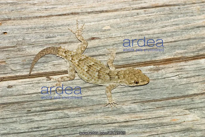 : Kotschy's Gecko (Cyrtopodium kotschyi), regenerated : Kotschy's Gecko (Cyrtopodium kotschyi), regenerated