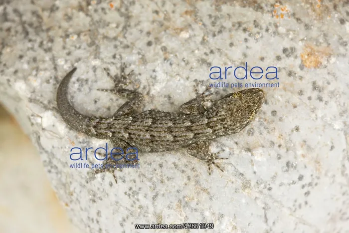 : Kotschy's Gecko - on stone wall. Small diurnal gecko : Kotschy's Gecko - on stone wall. Small diurnal gecko