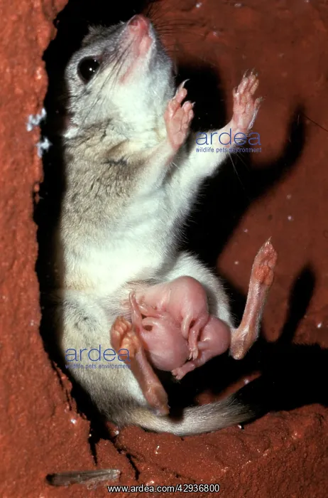  : Kowari  /  Crest-tailed Marsupial Rat - with three
