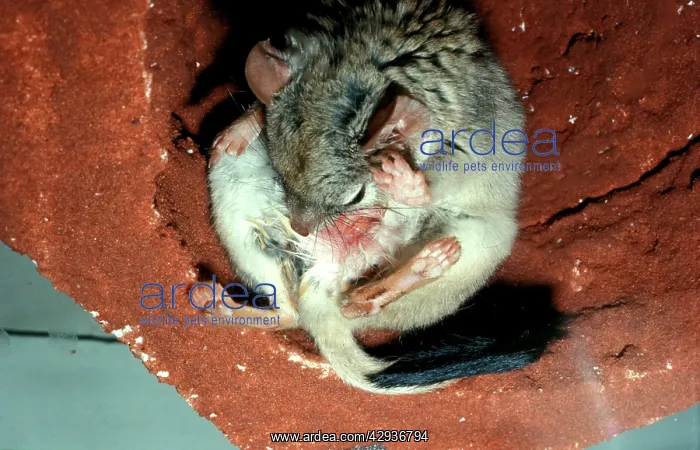 : Kowari / Crest-tailed Marsupial Rat - about to give birth : Kowari / Crest-tailed Marsupial Rat - about to give birth