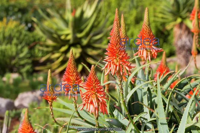 : Krantz Aloe : Krantz Aloe