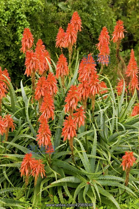 : Krantz Aloe - in flower. South Africa : Krantz Aloe - in flower. South Africa