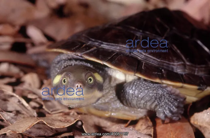 : Kreffts River Turtle : Kreffts River Turtle