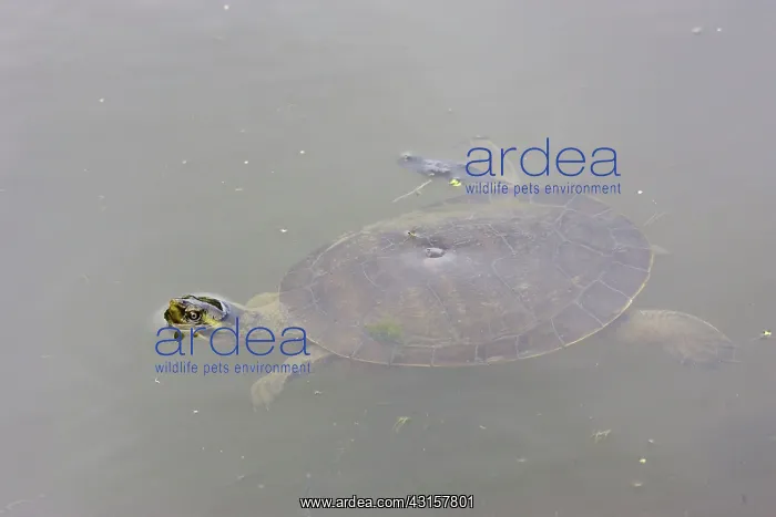 : Krefft's river turtle : Krefft's river turtle