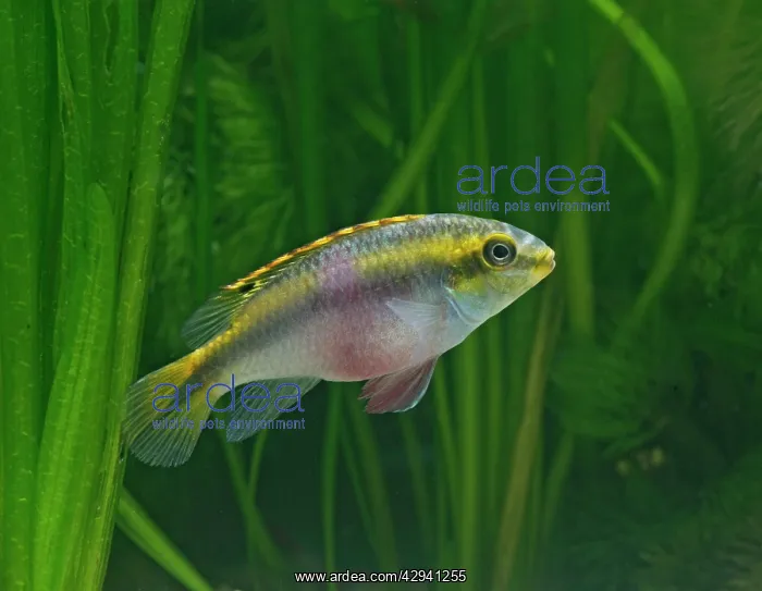 : Kribensis / Purple cichlid - side view, tropical freshwater : Kribensis / Purple cichlid - side view, tropical freshwater