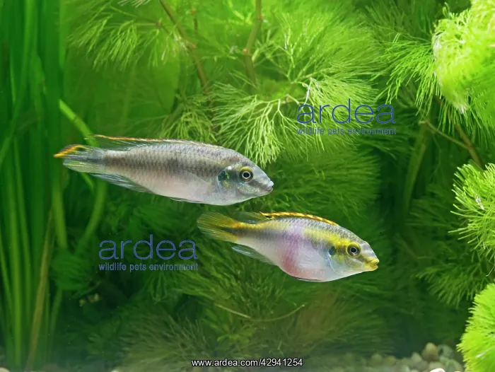 : Kribensis / Purple cichlid - side view of pair : Kribensis / Purple cichlid - side view of pair