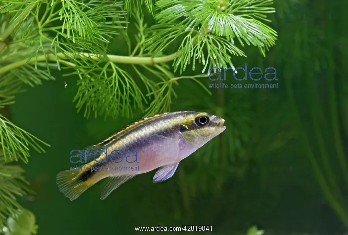 : Kribensis / Purple Cichlid - side view in weeds : Kribensis / Purple Cichlid - side view in weeds