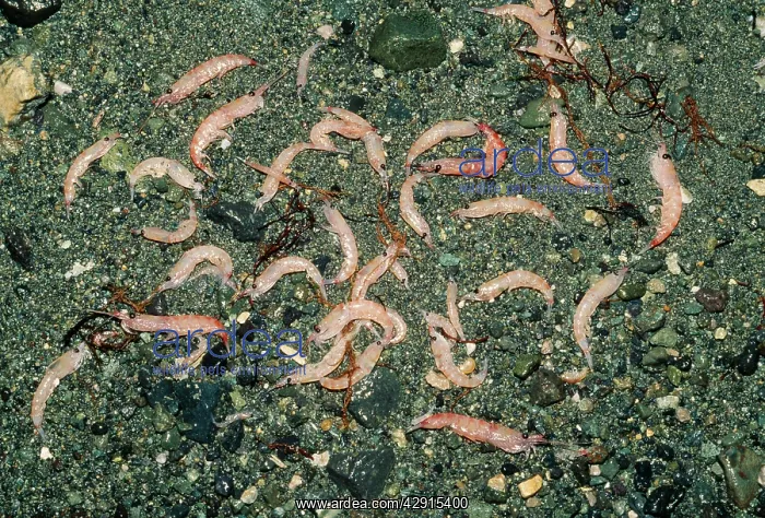  : KRILL (Euphausia superba). Antarctica