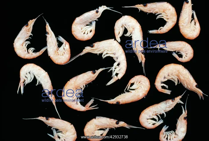 : Krill - Euphauslid Shrimp : Krill - Euphauslid Shrimp