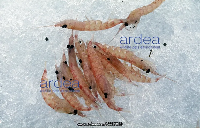 : KRILL - on ice : KRILL - on ice